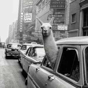 Meet your Posher, Roxanne